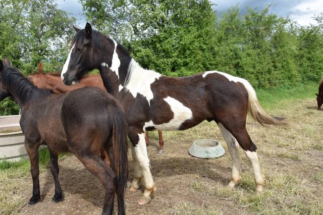 Poulain 1 an Barock pinto (barockpinto = frison x KWPN)