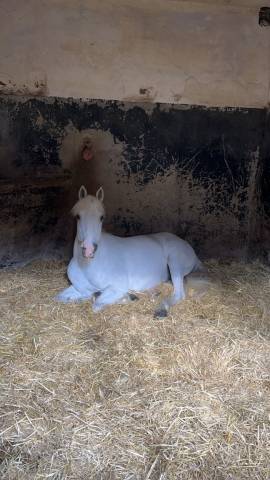 Top poney D à louer CSO P2/P1