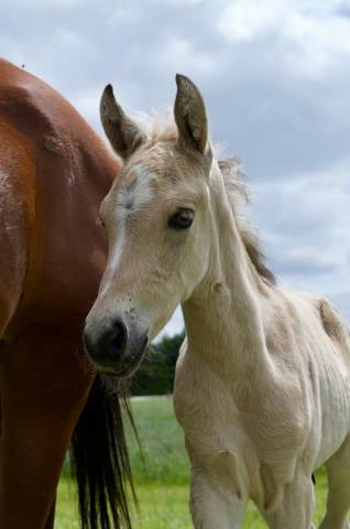 Poulain connemara part bred