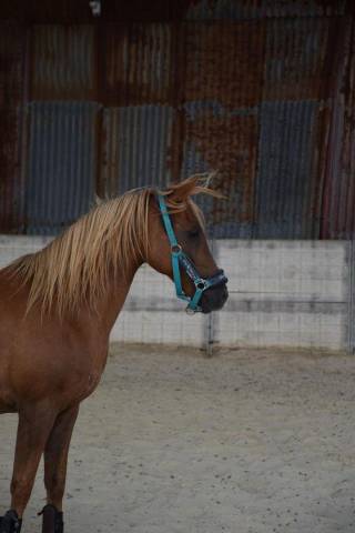 VENTE Poney de Sport - POTTOK/ARABE