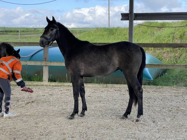 Cheval entier de 2ans SF par Cartani x Afferco