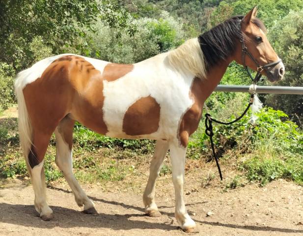 Ponette pour poulinière 