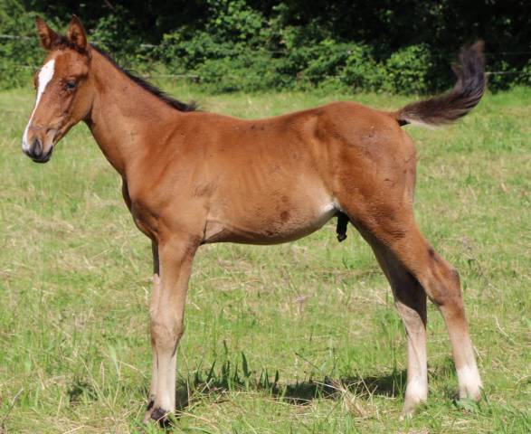 Poulain SF ( Papillon de l'odyssee x ernest )