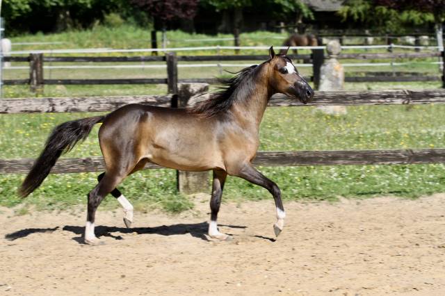 Superbe 2 ans cheval miniature americain plein papier