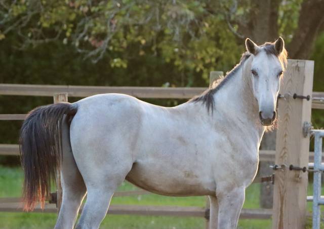 Très beau poulain de 2 ans