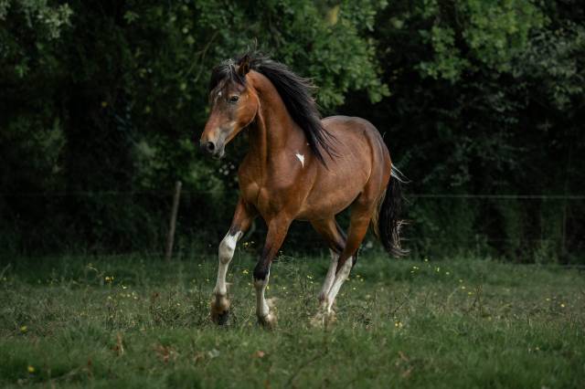 Poney grand D de 2 ans