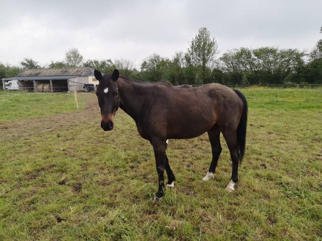 Vds2 chevaux 6 et 7a 1m56 attelés en paire et montés 