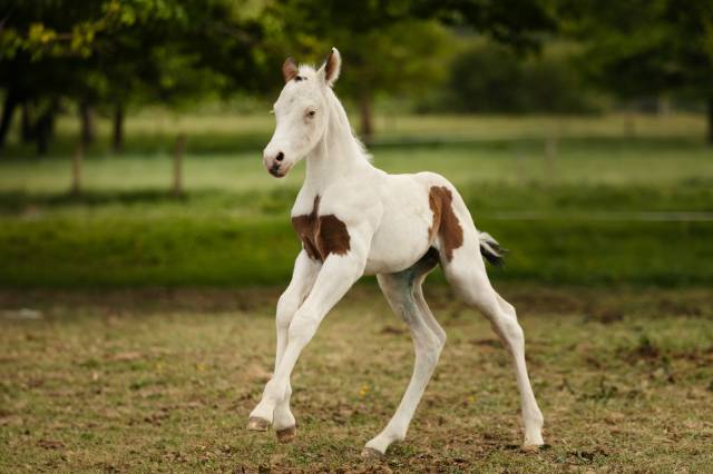 Poulain paint horse