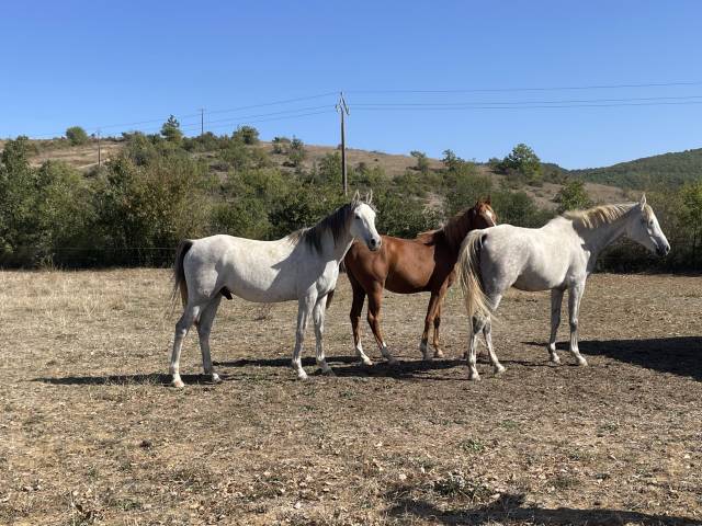 chevaux pur sang arabe