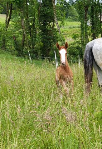 Foal mâle à réserver 