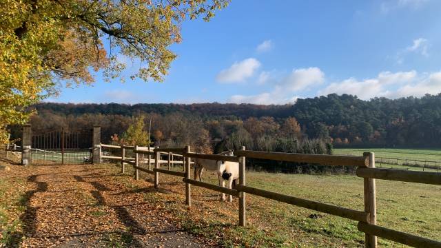 Place au pré au cœur de la forêt de Fontainebleau 