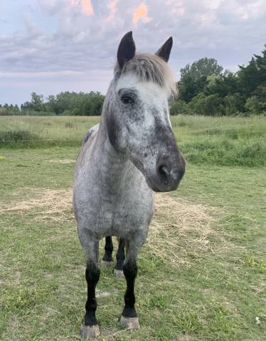 Jument Appaloosa pour balade 