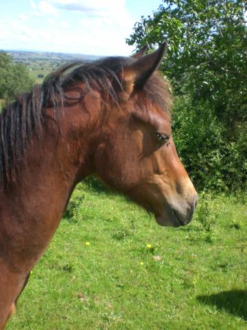  Joli Poulain Quarter Horse PP Fondation