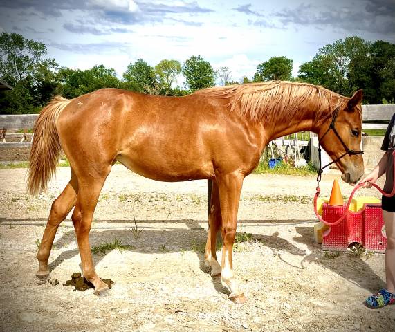 Magnifique pouliche par Jilbert Van’t Ruytershof 