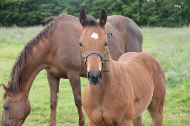 Old'Up de Sperleka (Flipper d'elle X Helios de la Cour)