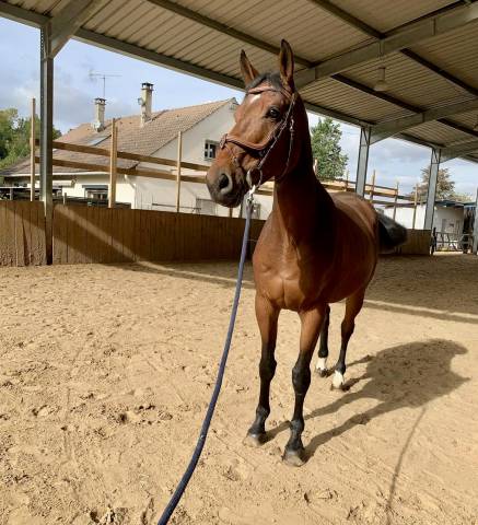 Jeune cheval de sport 