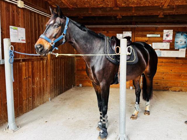 Jument  9ans (CSO et Dressage)