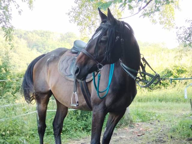 Elégant cheval noir pour complicité et étho - 77 nord