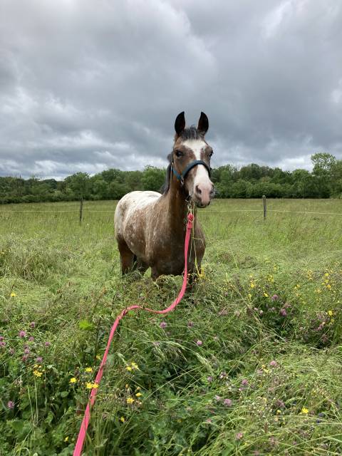 Poney C par Ugo des Clas