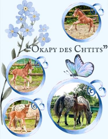 Poulain taille Poney D polyvalent & d'avenir