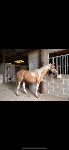 Jolie jument cheval 