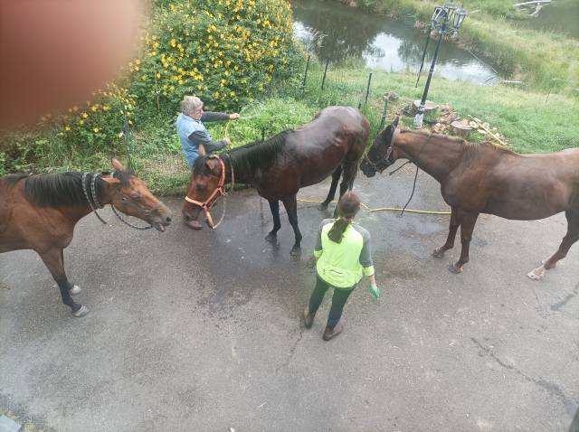 Offre randonnée sportive à cavalier cavalière confirmée