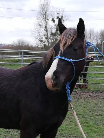 Etalon rocky mountain horse black silver 