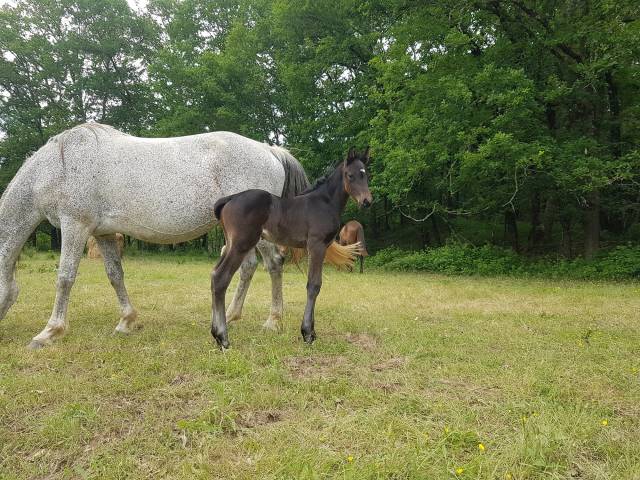 magnifique poulain par open up de Semilly