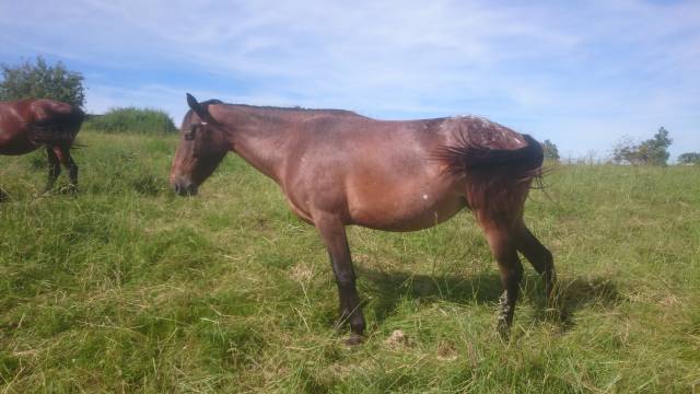 Jument 4 ans Appaloosa OC