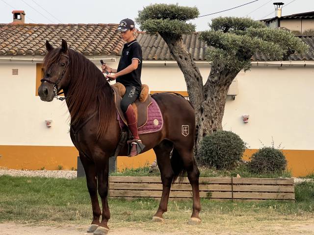 Cheval PRE monté et attelé