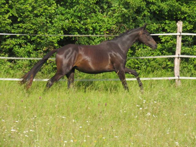 Sublime pouliche 2 ans