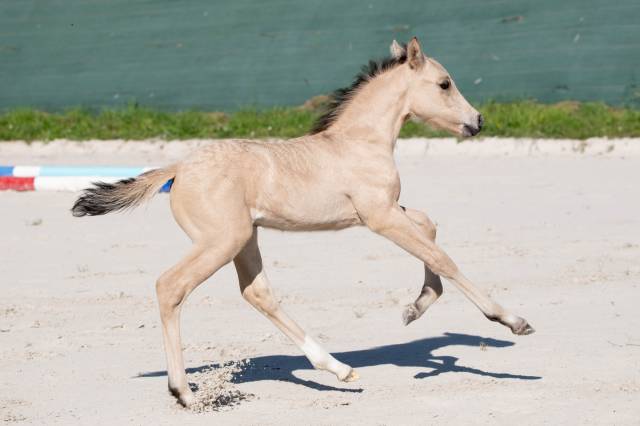 Foal welsh part-bred D