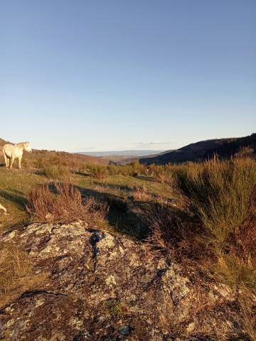 Pension pré pour chevaux, poneys, 30min sud Clermont-Fd