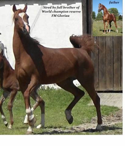 Elevage de chevaux pur sang arabe en Gironde