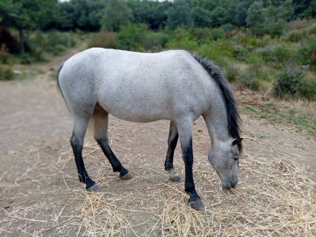 Pouliche camarguaise