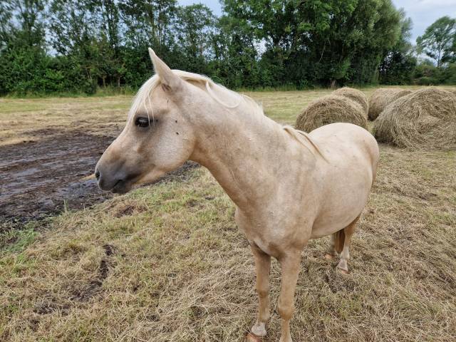 Loyfull Welsh Pony