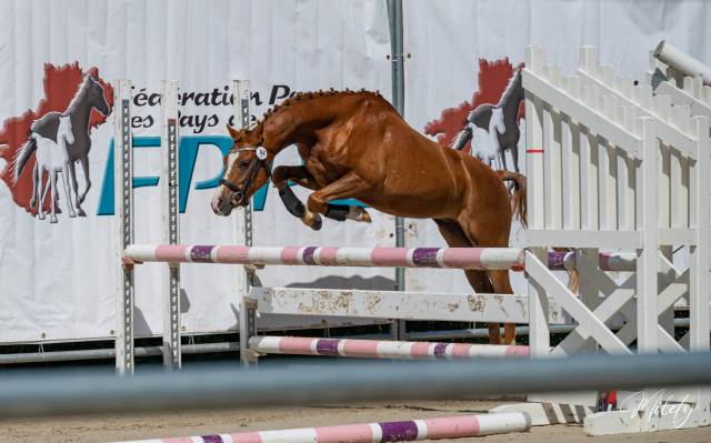 Poney  C Welsh Pony