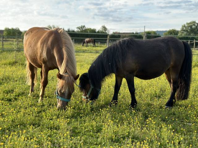 PONEYS DE CLUB TAILLE A 