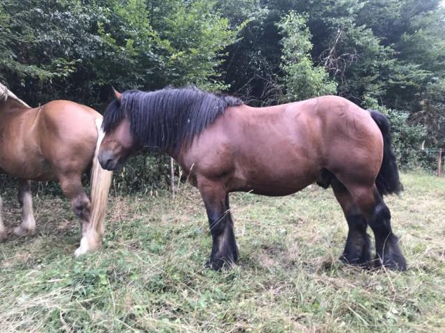 Trait ardennais entier à vendre