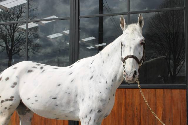 Cheval de sport - Big ben hongre de 6ans Léopard