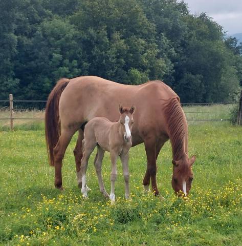 Poulain Deutsches Reitpony  poney français de selle 