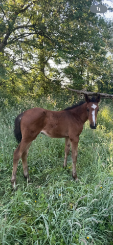 Pouliche SF par Guss de Kergane 