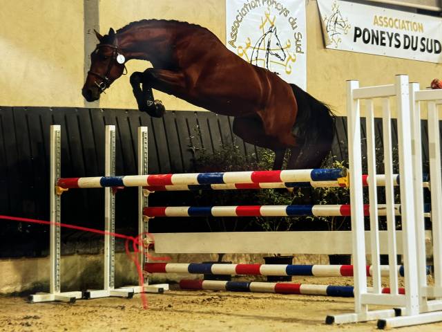 Poney pfs entier de 3 ans par Syriac 