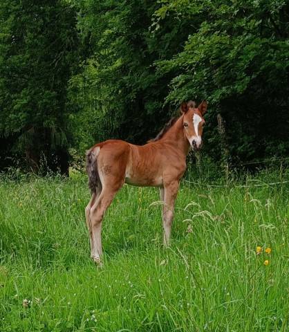 Poulain Welsh Type Cob à réserver au sevrage