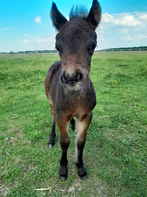 Poulain poney shetland  plein papier 