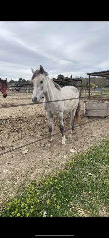 Poney à vendre/louer 