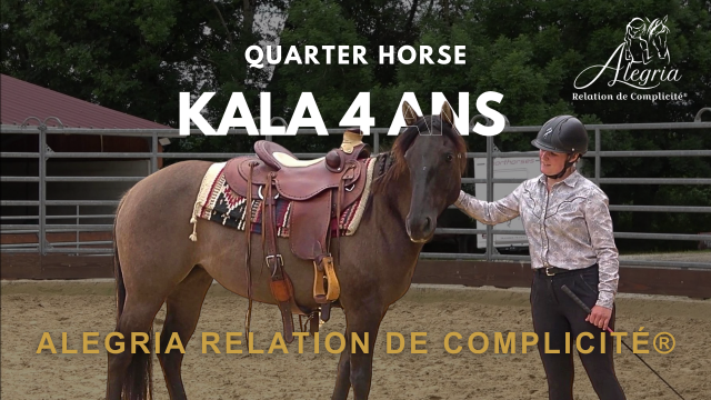 KALA - Quarter Horse Grulo