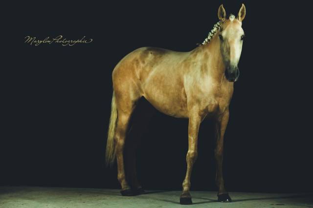 Cheval jument palomino