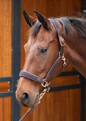 Licol en cuir Braided - Harry's Horse