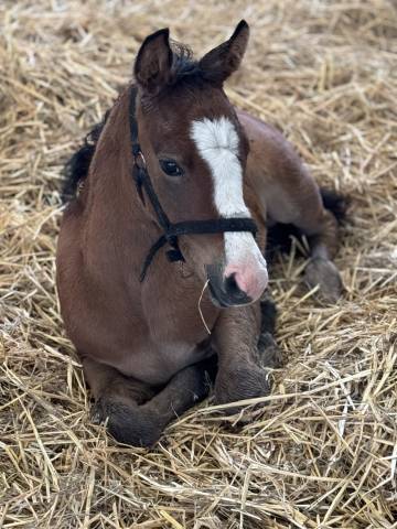 Poulain Goldwyn d'Embets PFS par Jument PSAR Gargassan